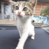 EXTRA MİNİK yumoş kedi ailesini arıyor fotoğraf