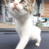 EXTRA MİNİK yumoş kedi ailesini arıyor fotoğraf