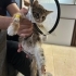 Engelli kedimiz için ömürlük yuva aranıyor fotoğraf