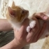 5 haftalık Bebek fotoğraf