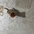 5 haftalık Bebek fotoğraf