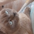 Scottish Fold Bluepoint asilzâdesi fotoğraf