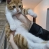 Acil yuva aranıyor fotoğraf