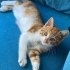 Acil yuva aranıyor fotoğraf
