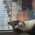 çok uysal bir kedi fotoğraf