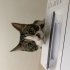 çok uysal bir kedi fotoğraf