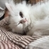 sessiz uysal oyuna yatkın beyaz british longhair fotoğraf