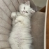 sessiz uysal oyuna yatkın beyaz british longhair fotoğraf