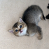 2 aylık yavru kedi fotoğraf