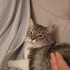 Ücretsiz sahiplendirme fotoğraf