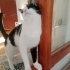 1 yaşında aşıları tam kısır evlat yuva ariyor fotoğraf