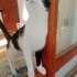 1 yaşında aşıları tam kısır evlat yuva ariyor fotoğraf
