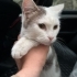 Uykucu , uyumlu, biraz da oyuncu bir kedi fotoğraf