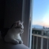 Uykucu , uyumlu, biraz da oyuncu bir kedi fotoğraf