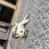 Uykucu , uyumlu, biraz da oyuncu bir kedi fotoğraf