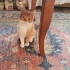 ŞEKER YUVASINI ARIYOR fotoğraf