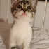 Dalin 🐣 Yuva Arıyor! fotoğraf