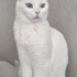 İNKA ve MAYA (ANNE KIZ) 2 ANKARA KEDİSİ İÇİN SAHİPLENDİRME fotoğraf