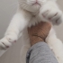 İNKA ve MAYA (ANNE KIZ) 2 ANKARA KEDİSİ İÇİN SAHİPLENDİRME fotoğraf
