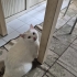 Bembeyaz Ankara Kedisi Pamuk hanım fotoğraf