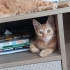 4 aylık prensese yuva fotoğraf