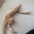 Oyuncu Simba Maine Coon fotoğraf