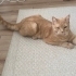 Oyuncu Simba Maine Coon fotoğraf