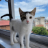 UMUT YUVASINI ARIYOR fotoğraf