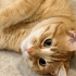 Sarman Cinsi Erkek Kedi fotoğraf