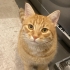 Sarman Cinsi Erkek Kedi fotoğraf