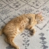 Sarman Cinsi Erkek Kedi fotoğraf