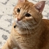 Sarman Cinsi Erkek Kedi fotoğraf