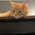 Sarman Cinsi Erkek Kedi fotoğraf