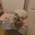 MAVİ GÖZLÜ GÜZEL fotoğraf