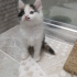 17 NİSAN DOĞUMLU MİNİK CALİCO KIZ YUVA ARIYOR YENİMAHALLE fotoğraf