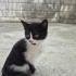 Terkedilmiş smokin fotoğraf