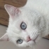 1.5 yaş brıtısh kısır fotoğraf