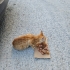 Tel:0545 806 86 49 minicik yavru kedi fotoğraf