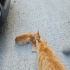 Tel:0545 806 86 49 minicik yavru kedi fotoğraf