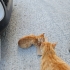 Tel:0545 806 86 49 minicik yavru kedi fotoğraf