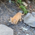 Tel:0545 806 86 49 minicik yavru kedi fotoğraf
