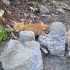 Tel:0545 806 86 49 minicik yavru kedi fotoğraf