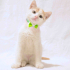 0532 202 91 32 VETERİNERDEN BEYAZ SARI VAN KEDİSİ 2.5AYLIK İLKAŞILI OĞLUM PUDRA fotoğraf
