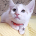 0532 202 91 32 VETERİNERDEN BEYAZ SARI VAN KEDİSİ 2.5AYLIK İLKAŞILI OĞLUM PUDRA fotoğraf