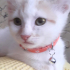 0532 202 91 32 VETERİNERDEN BEYAZ SARI VAN KEDİSİ 2.5AYLIK İLKAŞILI OĞLUM PUDRA fotoğraf