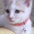 0532 202 91 32 VETERİNERDEN BEYAZ SARI VAN KEDİSİ 2.5AYLIK İLKAŞILI OĞLUM PUDRA fotoğraf