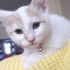 0532 202 91 32 VETERİNERDEN BEYAZ SARI VAN KEDİSİ 2.5AYLIK İLKAŞILI OĞLUM PUDRA fotoğraf
