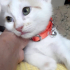 0532 202 91 32 VETERİNERDEN BEYAZ SARI VAN KEDİSİ 2.5AYLIK İLKAŞILI OĞLUM PUDRA fotoğraf