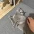 Asil ve Enerjik bir Dişi fotoğraf