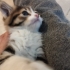 Annesiz yavru kedi fotoğraf